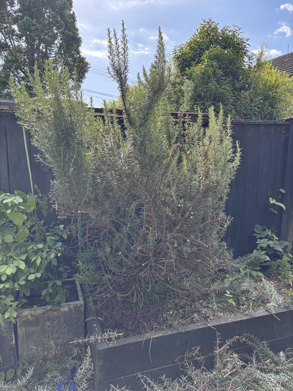 My mum decimated my rosemary bush, will it grow back? My mum decimated my rosemary bush, will it grow back?