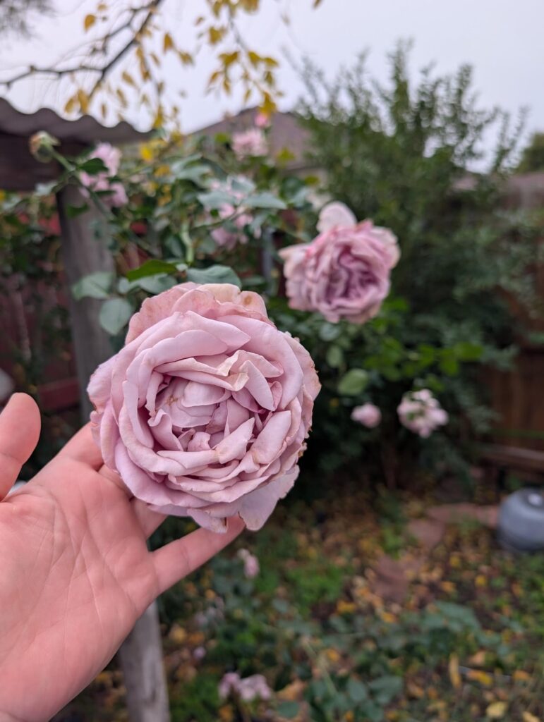 My very big "Le Petit Prince" rose