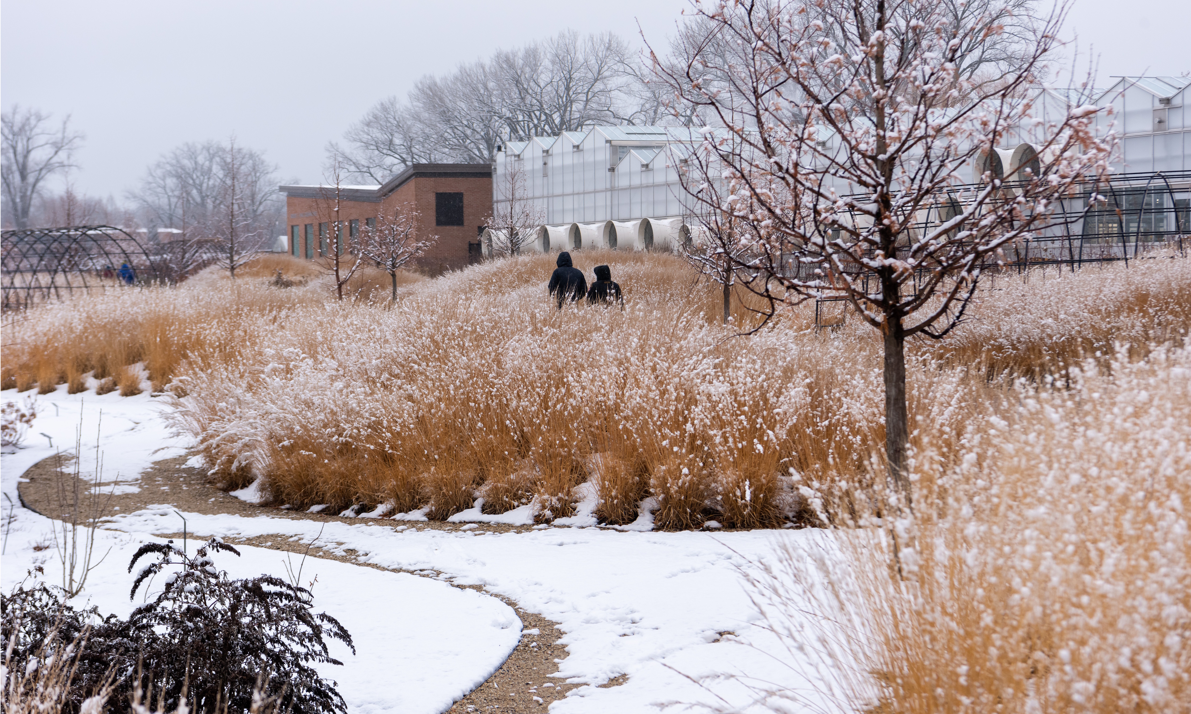 Chicago Botanic Garden Shida Evaluation Garden in snow