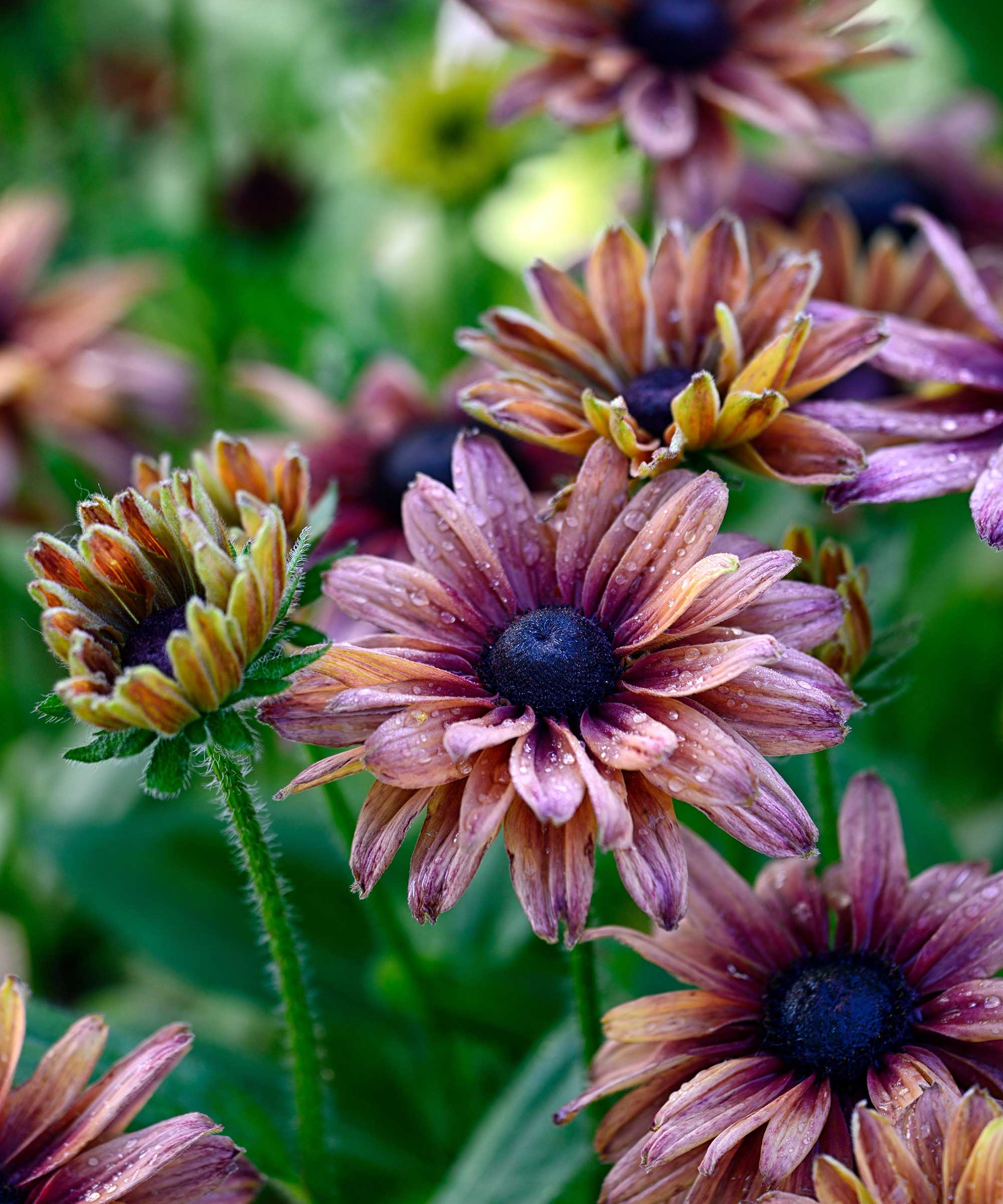 'Sahara' rudbeckia flowers