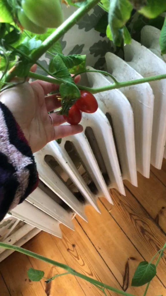 The great tomato experiment, and questions about growing tomatoes indoors