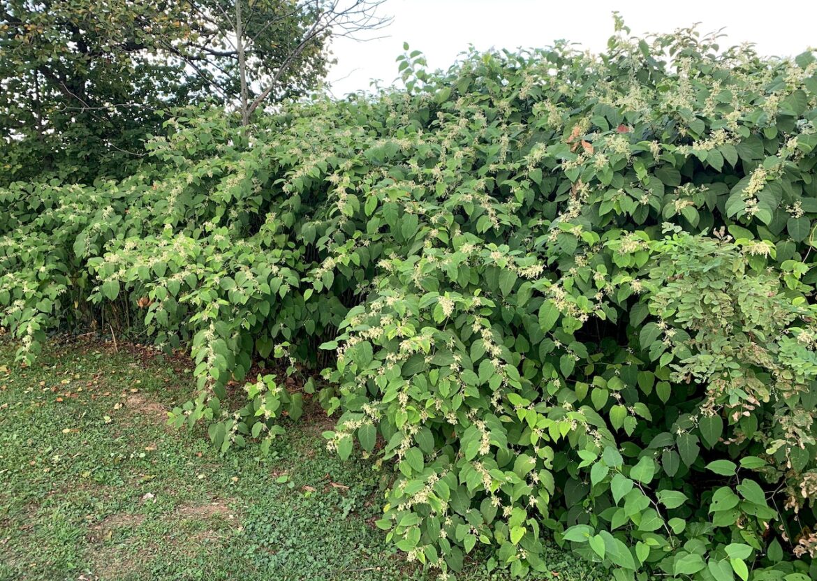 Invasive plants: If we can’t beat them, can we eat them? Mostly Sunny
