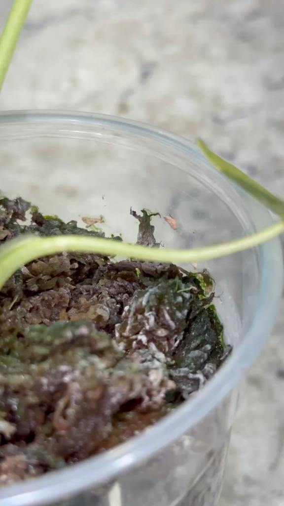 What’s crawling on my alocasia?