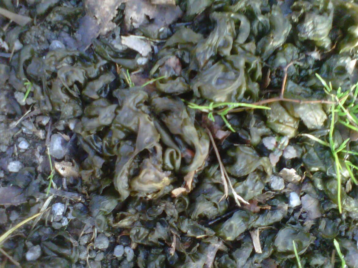 Studying Nostoc algae, or the green glob