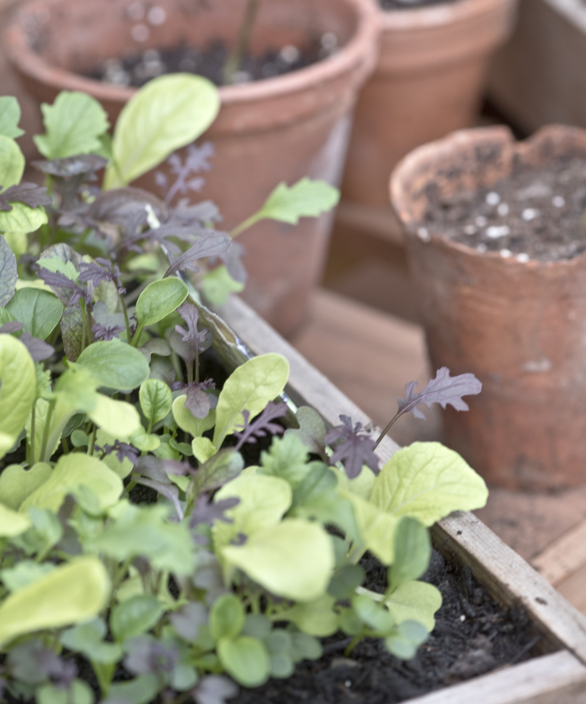 Vegetable seedlings growing in a wooden seed tray