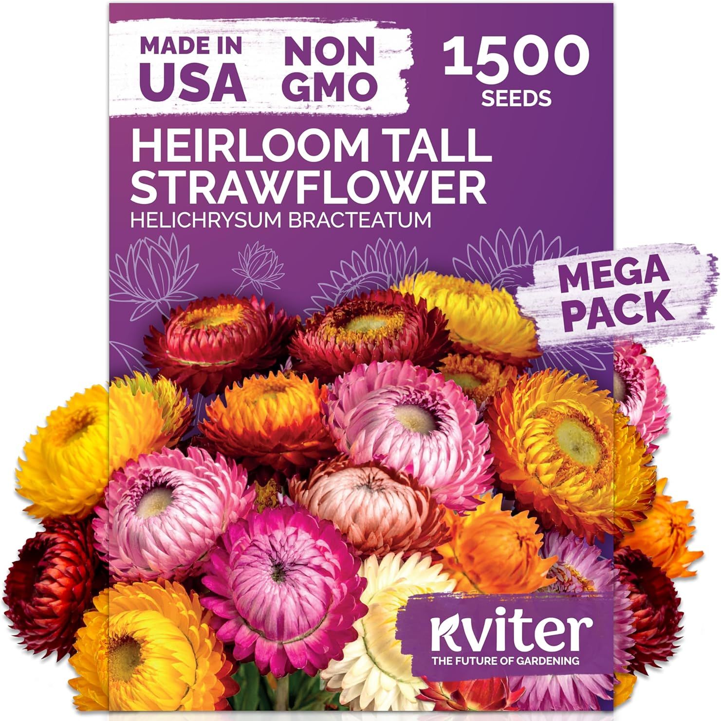 Kviter 1,500 Tall Mix Strawflower Seeds for Planting (xerochrysum/helichrysum Bracteatum) — Golden Everlasting Flower, Paper Daisy — Ideal Organic, Heirloom Cut Flower Seeds to Plant Outside & Drying