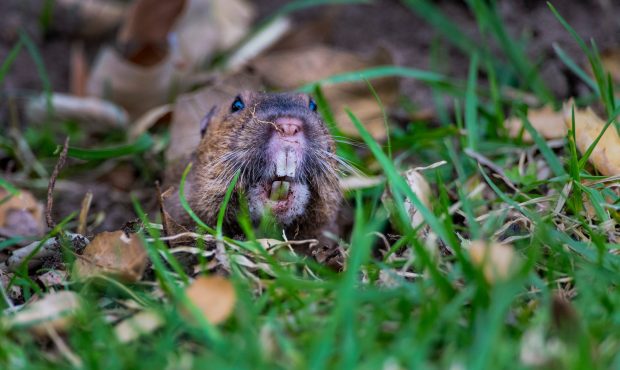A gopher pokes its head out of a hole above blades of grass one morning in January at Irvine Regional Park in Orange. The park is turning 125 years oid in 2022. (Photo by Mark Rightmire, Orange County Register/SCNG)