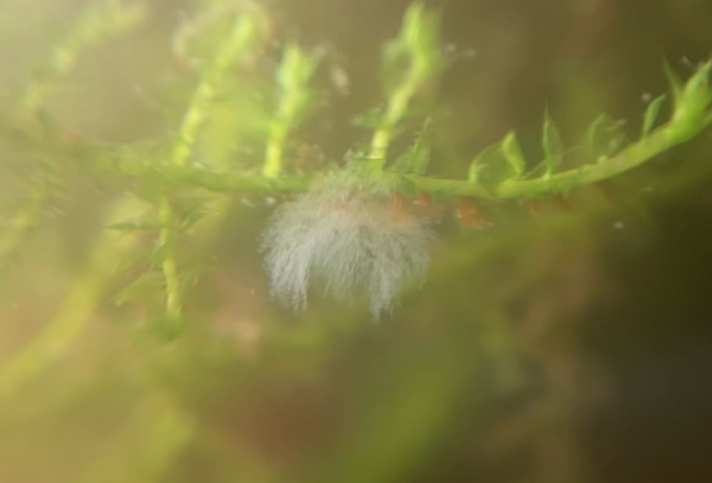 Colony of Vorticella