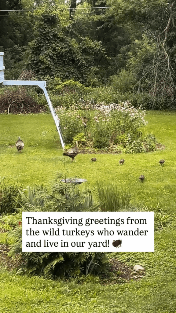 Did you know that unregulated hunting and habitat loss wiped wild turkeys out in Wisconsin by the late 1800s? More info in the caption below!