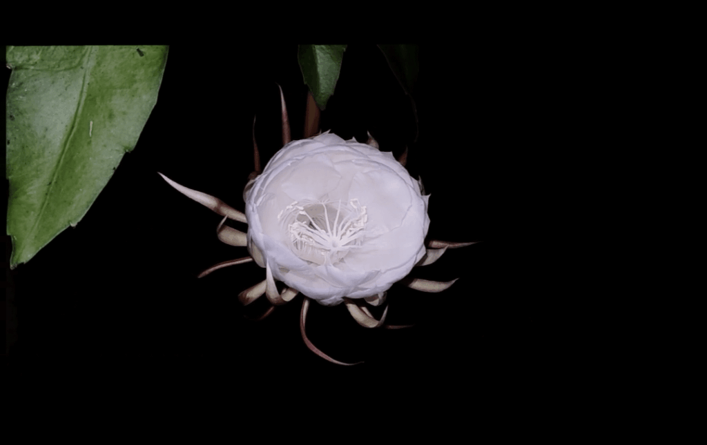 Bloomed in my backyard