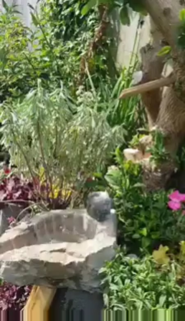 I tried to give life to a cinder block garden wall.