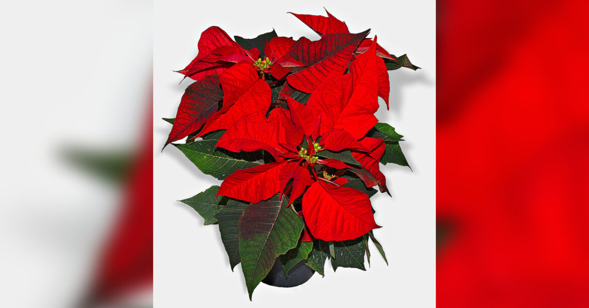 Dos Valles Garden Club to hold festive events in December