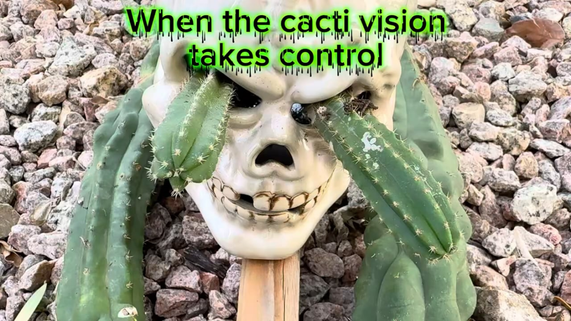 The Story of Cactus Brain