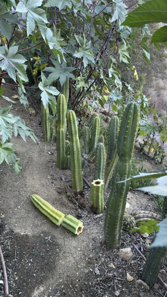 You won this round 🦫!!!