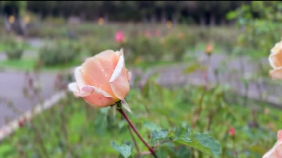 Oakland’s Morcom Rose Garden theft leaves thousand of dollars in damages – NBC Bay Area Oakland’s Morcom Rose Garden theft leaves thousand of dollars in damages – NBC Bay Area