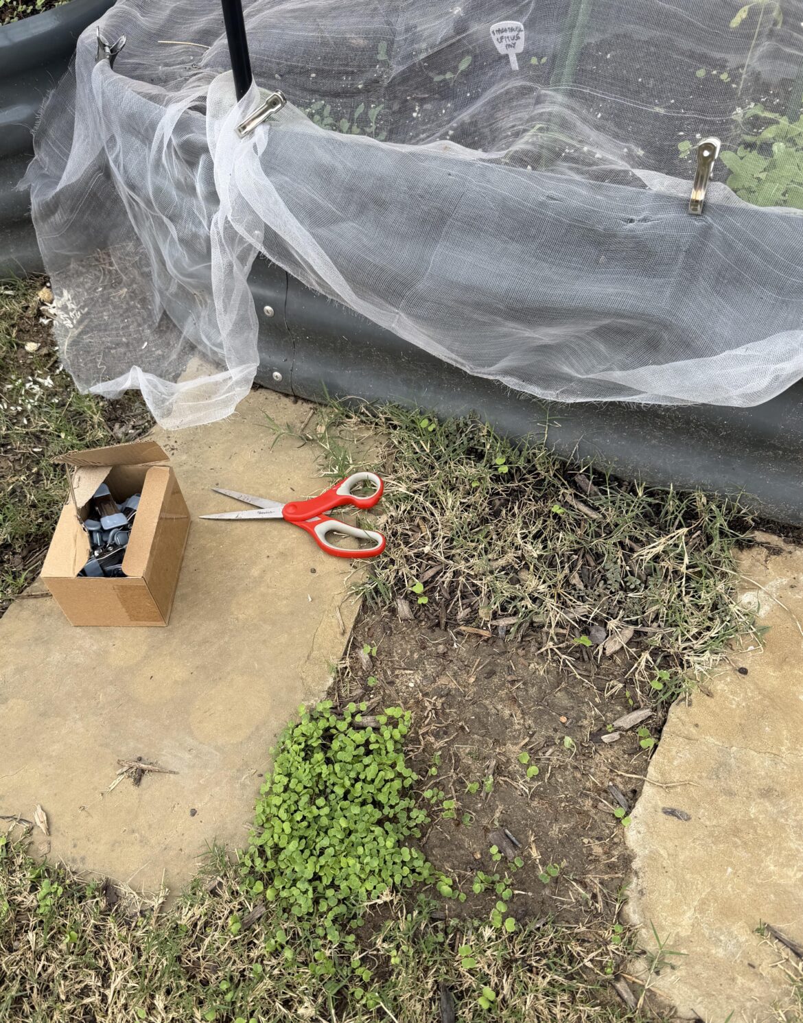 Oops I guess I found the half packet of seeds I spilled last week 😂