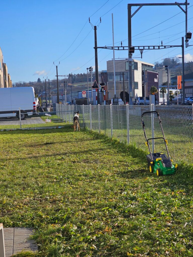 Our landlord said I could do whatever I want with the yard. Our landlord said I could do whatever I want with the yard.