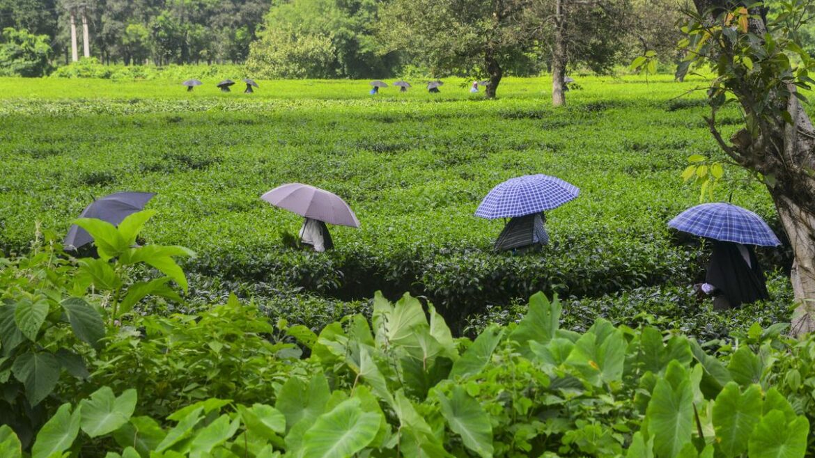 BJP highlights plight of tea garden workers in North Bengal, demands implementation of new labour codes