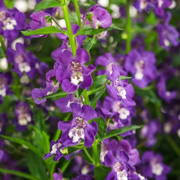 Pwangelface Super Blue