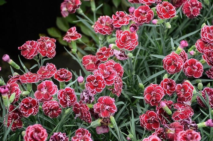 Pwdianthus Blackcherryfrost, bicolor flowers