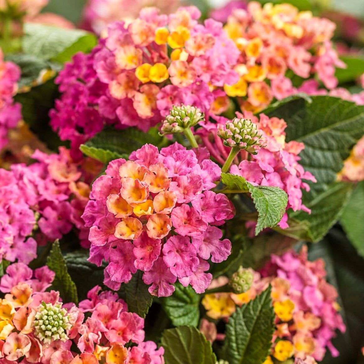 Top 10 Beautiful Bicolor Flowers to Grow