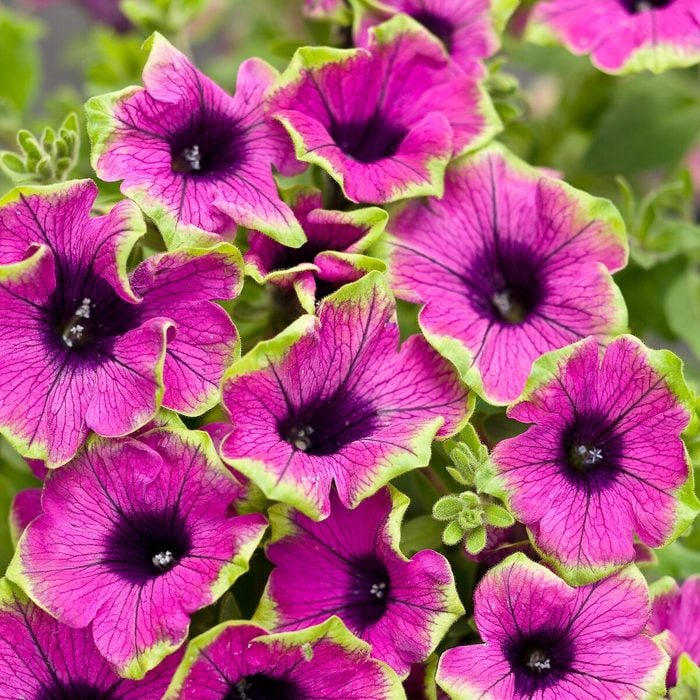 Pwsupertuniaprettymuchpicasso