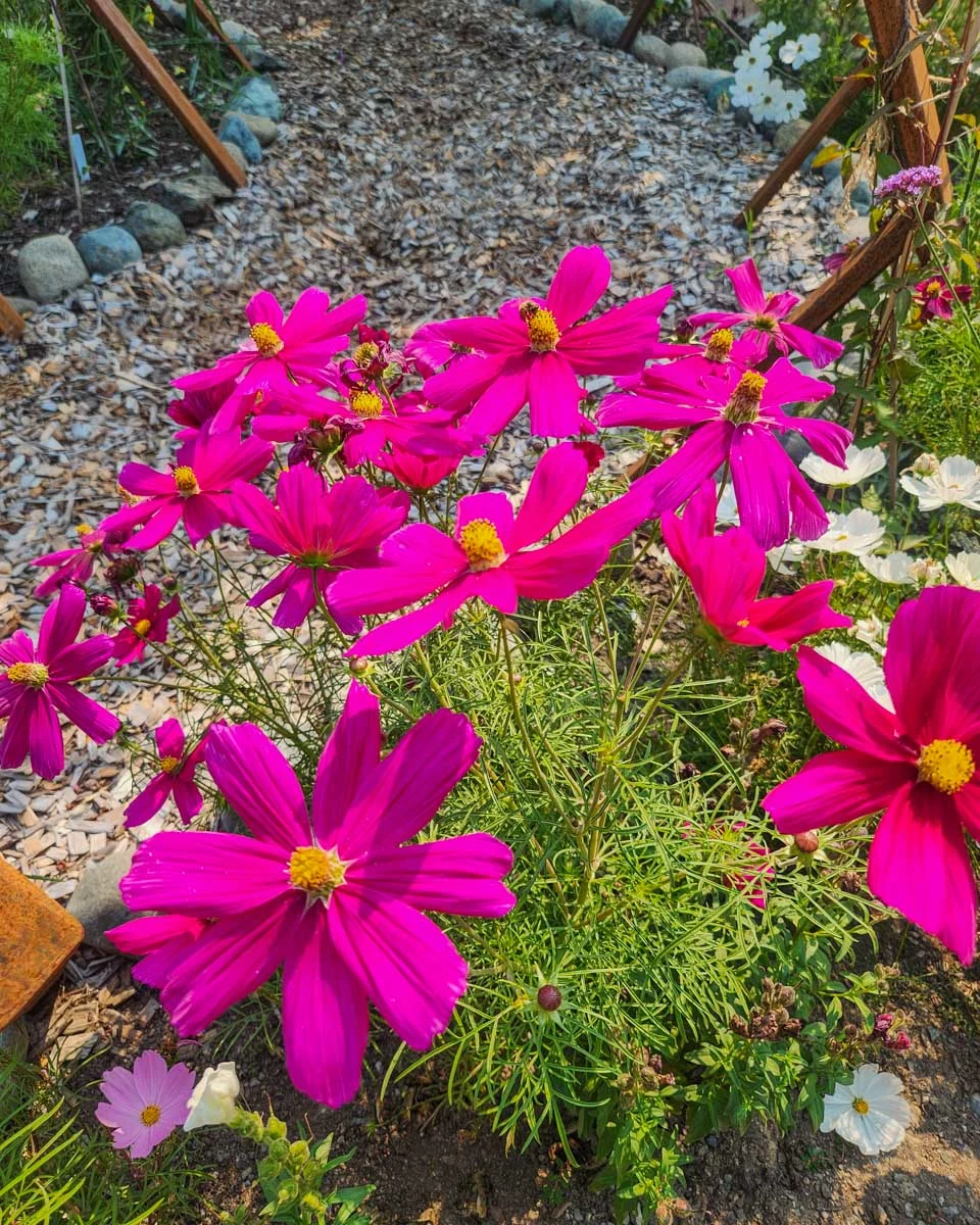 Pink flowers at The Butchart Gardens