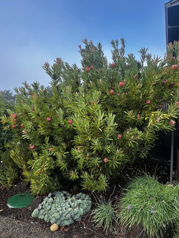 Beautiful proteas help brighten up a dreary winter garden. Christopher Downing - Sonoma County Master Gardener