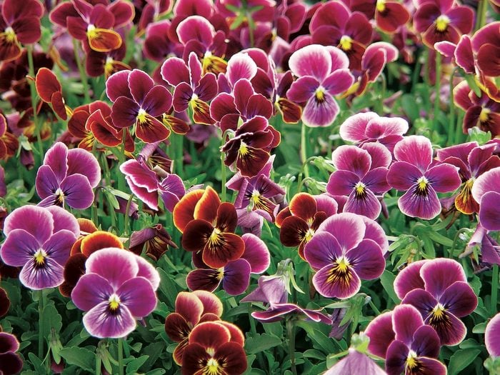 PsychedelicSpring viola