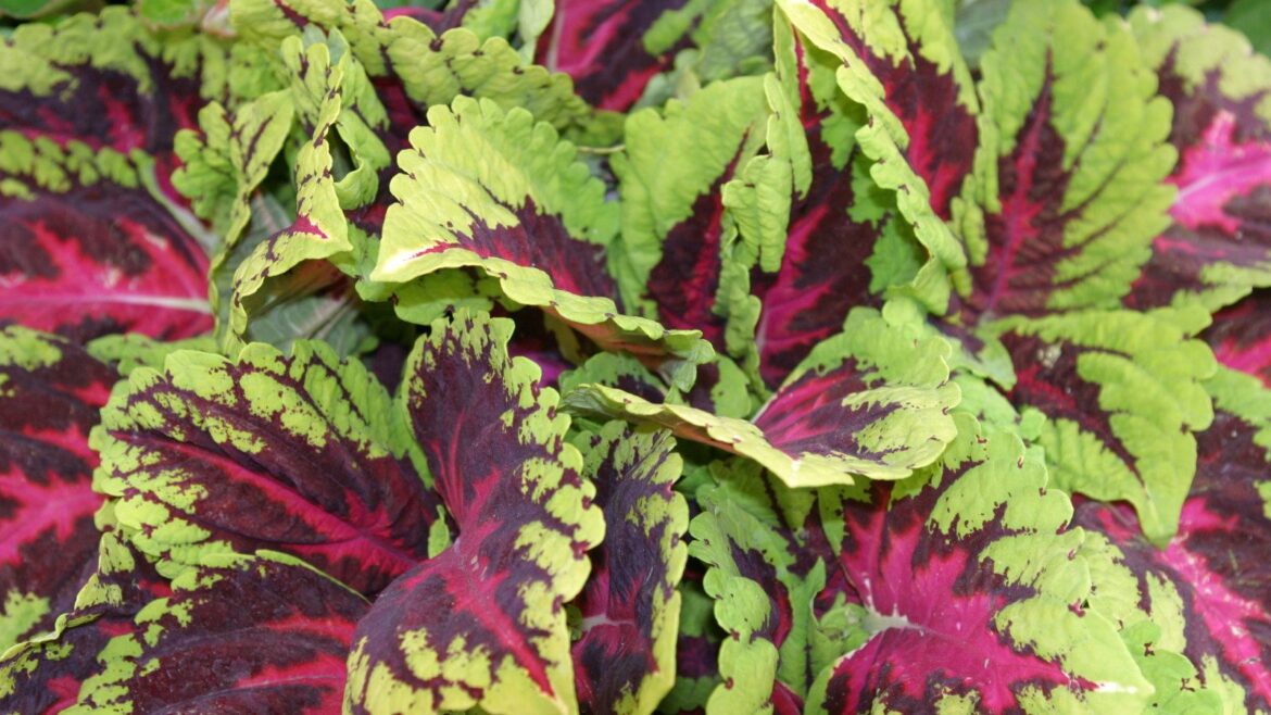 A guide to overwintering coleus in two different ways The bright leaves of Coleus 'Kong' in the Chelsea Flower Show pavilion