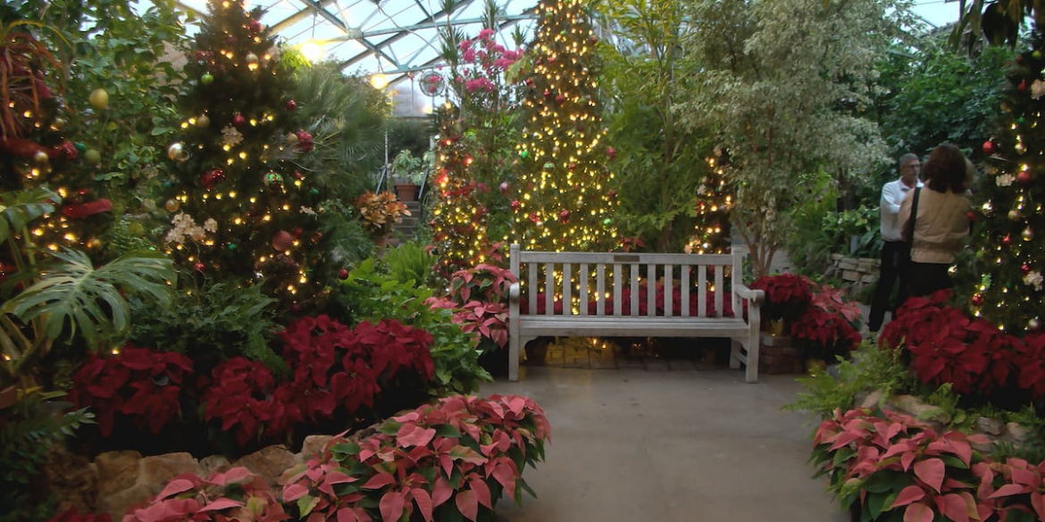Holiday flower favorites in bloom at Peoria’s Luthy Botanical Garden