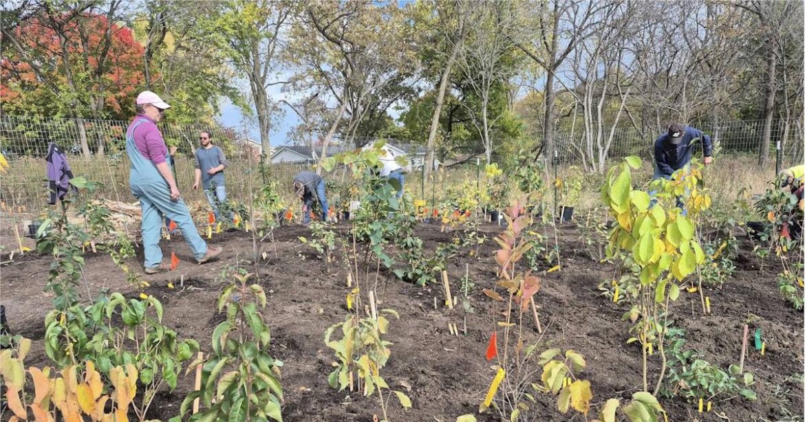 Algonquin Garden Club’s first ‘mini-forest’ grows in size, community support in Kane County – Shaw Local