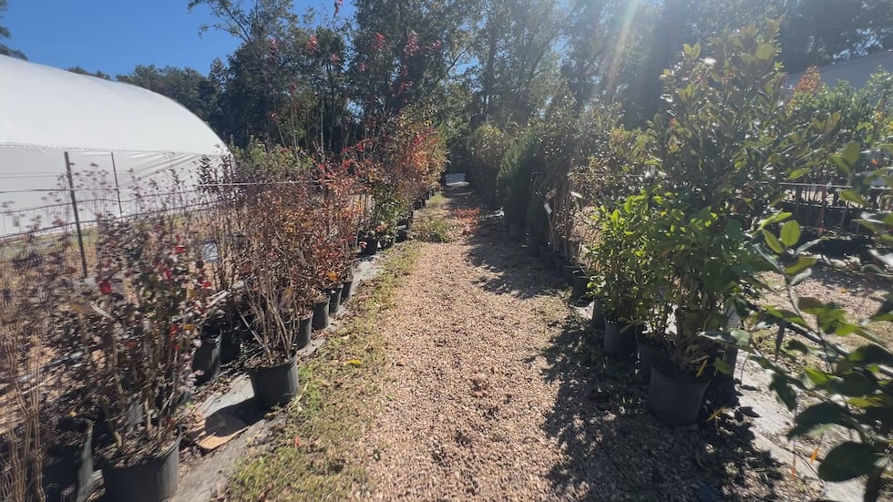 If you take a stroll through Pine Hills nursery, you’ll see that crape Myrtle trees are...