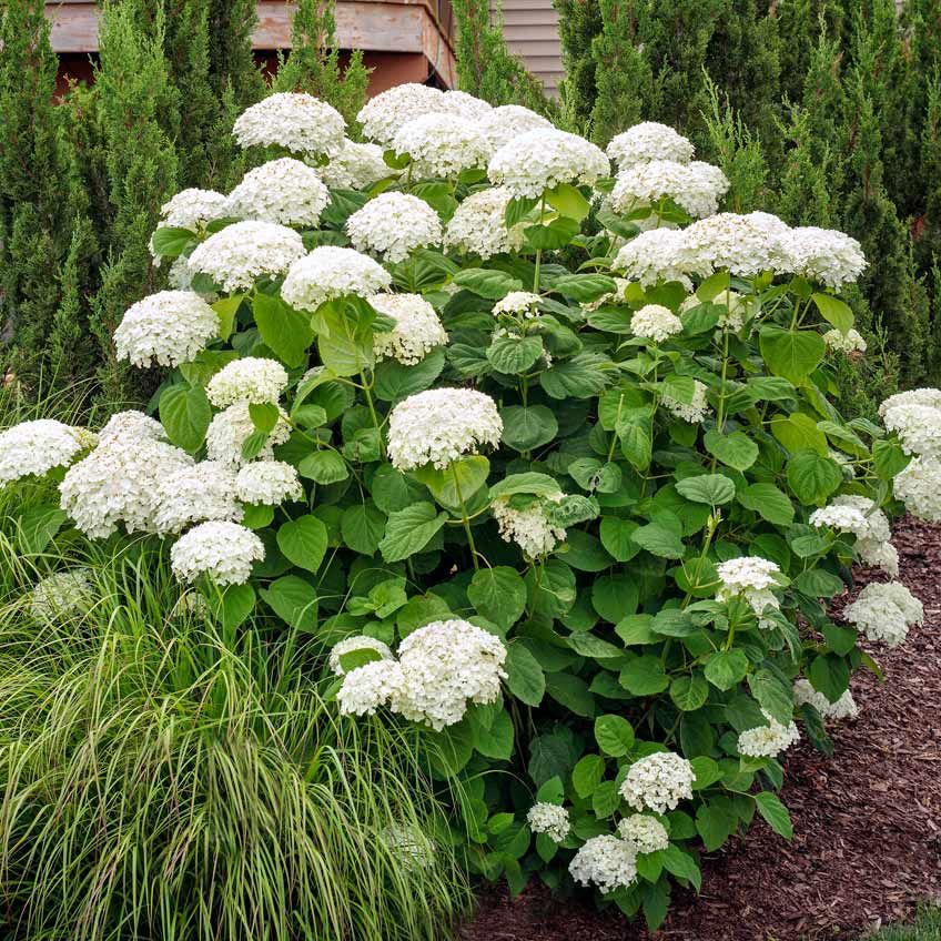 Annabelle hydrangea
