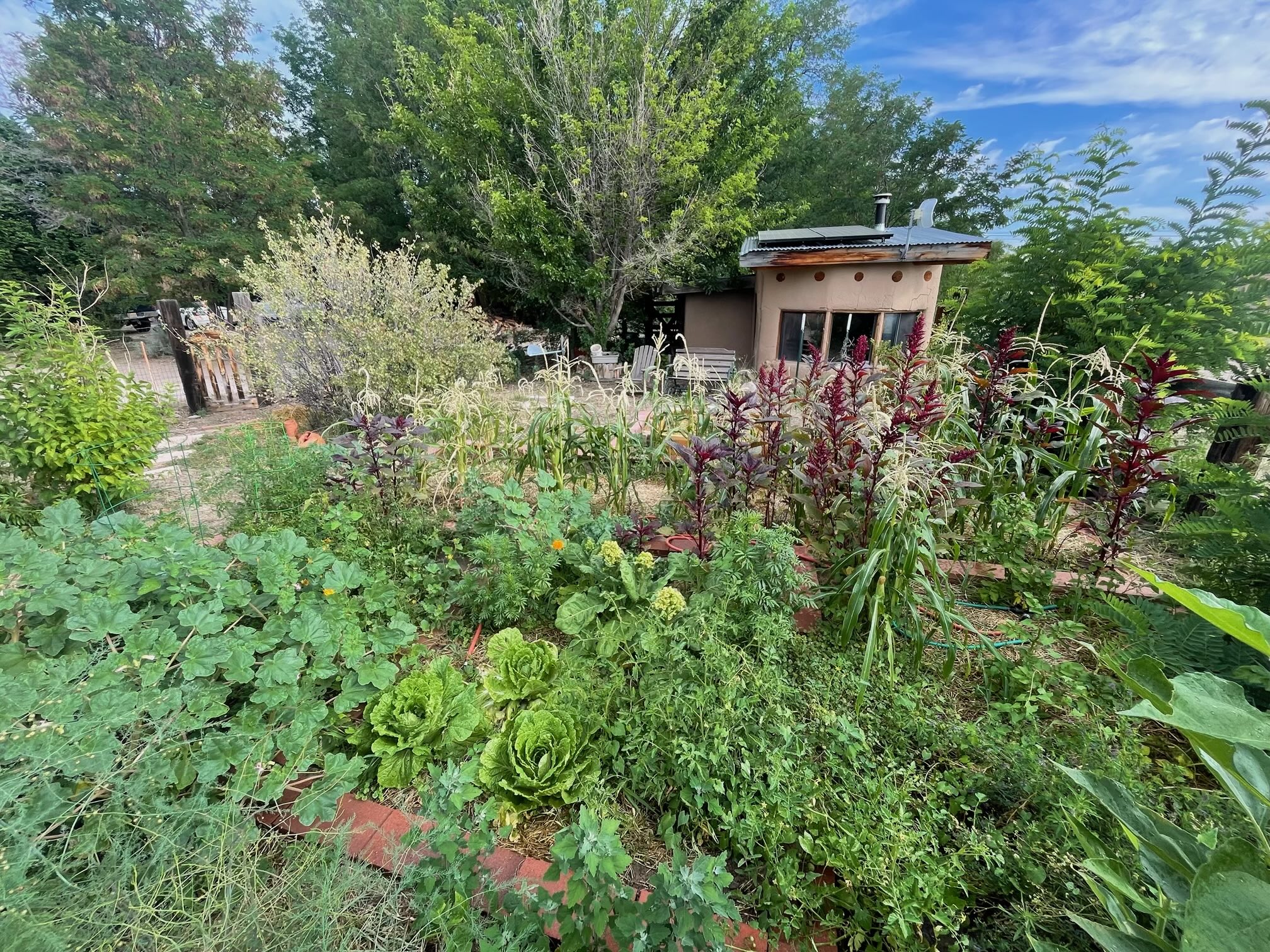 A garden spot on Roxanne Swentzell's property in the Santa Clara Pueblo of New Mexico overflows with vegetables like cabbage and squash and grains like amaranth. The small building in the background is used for storing seeds from season to season. Image courtesy of Roxanne Swentzell.