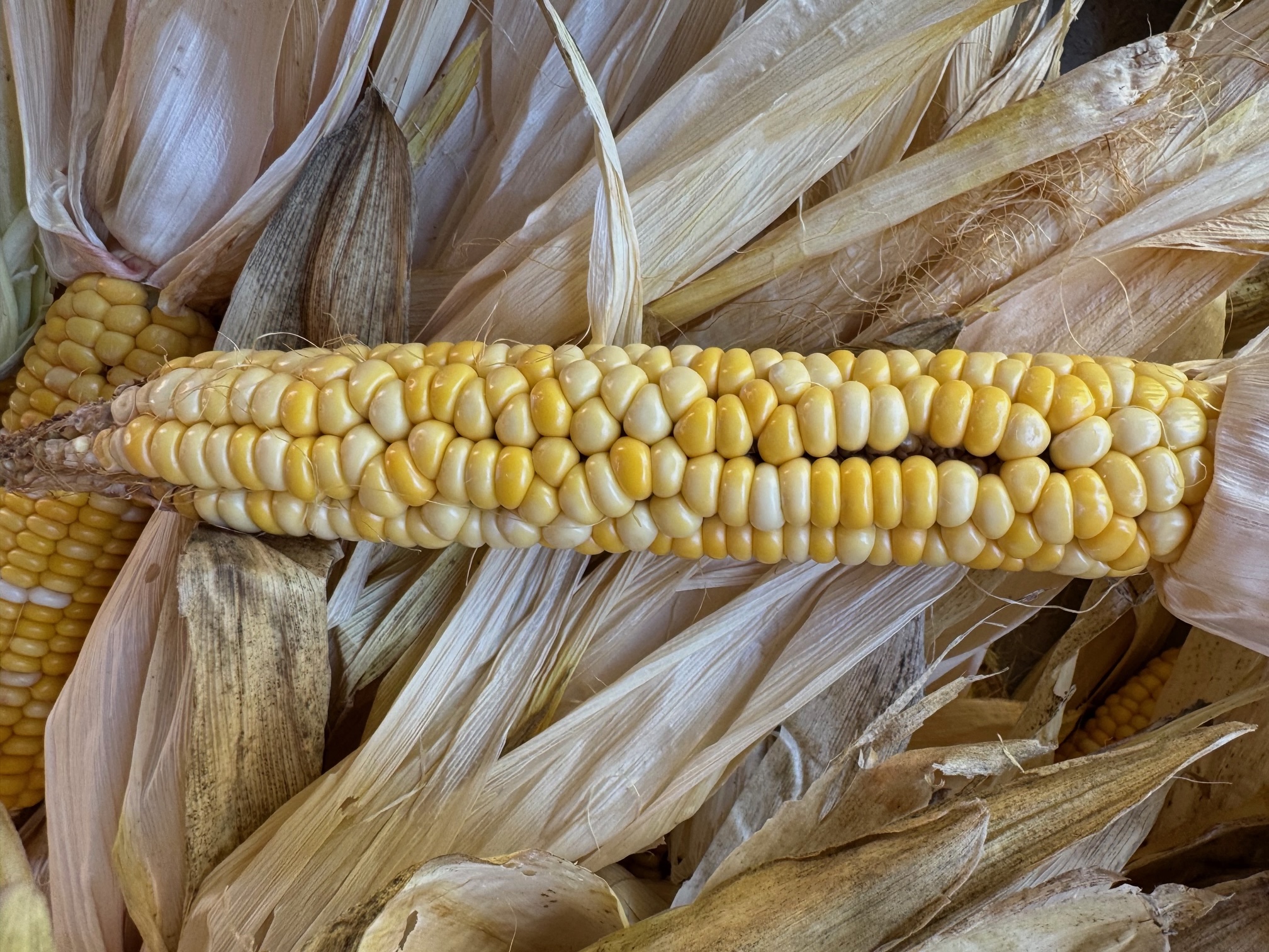Roxanne Swentzell harvesting drought-resistant corn on her garden plot in the Santa Clara Pueblo of New Mexico. Image courtesy of Roxanne Swentzell.