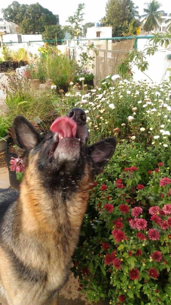 Remembering my doggo who loved my terrace garden