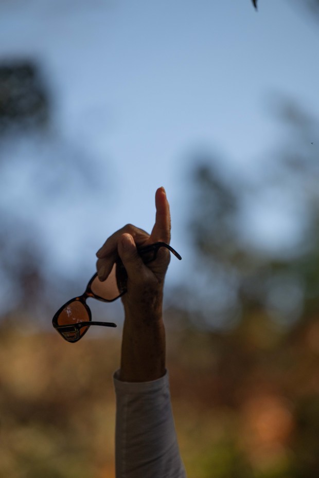 Volunteer guide Jill Gordon points out the delicate, lace-like leaves...