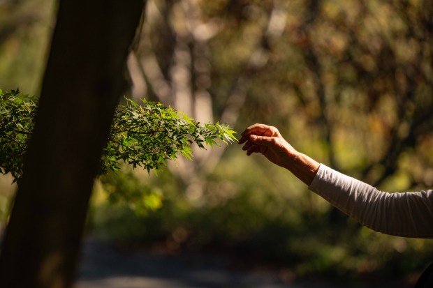 Volunteer guide Jill Gordon points out the delicate, lace-like leaves...