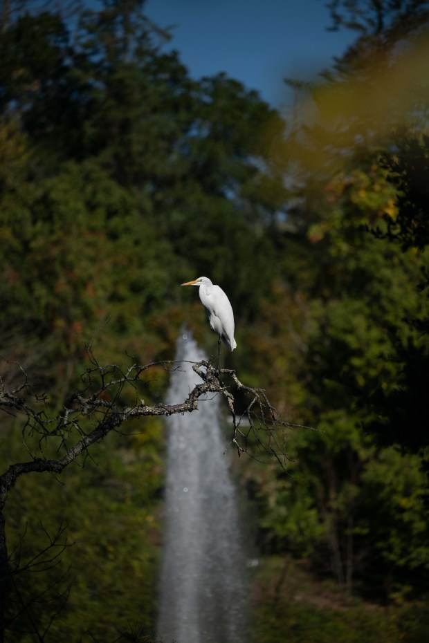 A Great Egret gracefully perches above the lower pond Saturday,...