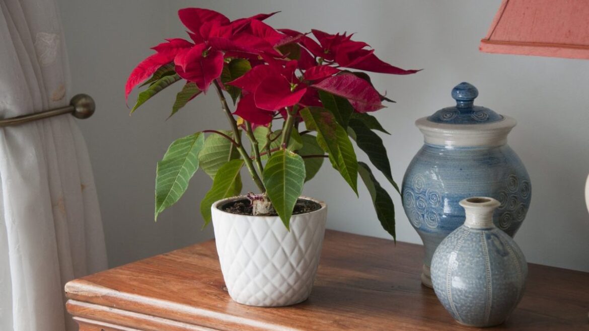 How to keep your houseplants alive through the winter