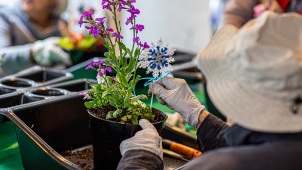 Working with garden partners to create tabletop gardens enhances self-esteem and reduces stress and anxiety. (Chris Cho)