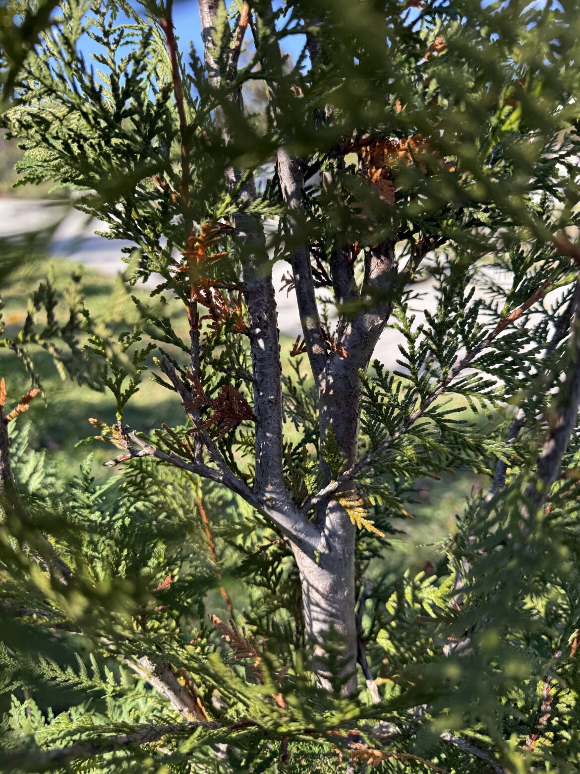 American Pillar Arborvitaes browning - dying or normal?