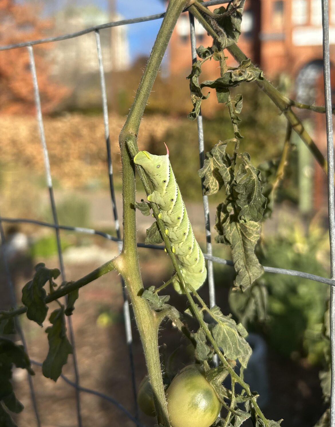 Sadly this future pollinator didn’t survive the first Denver frost. Who did I find on my tomato plant?