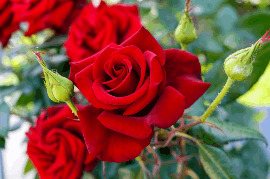 Rose Garden Fence Installation Begins Monday, Dec. 1