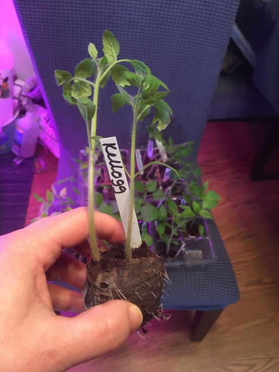 Seedlings-tomato-Kelloggwithroots.JPG