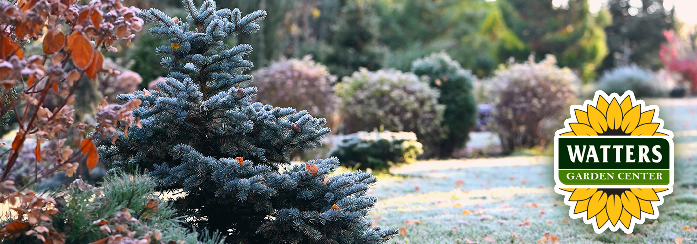 pine tree, with watters garden center logo