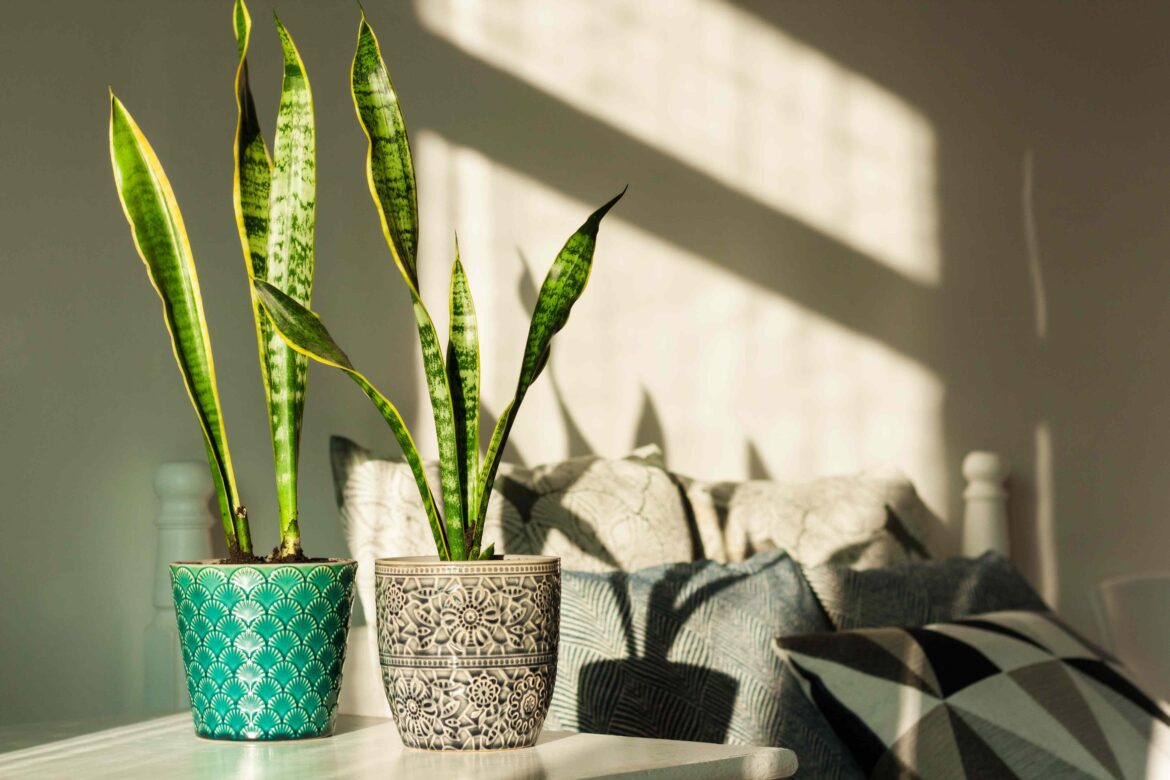 Snake Plants Need Special Care in Winter—Here’s How to Keep It Healthy Snake Plants Need Special Care in Winter—Here’s How to Keep It Healthy