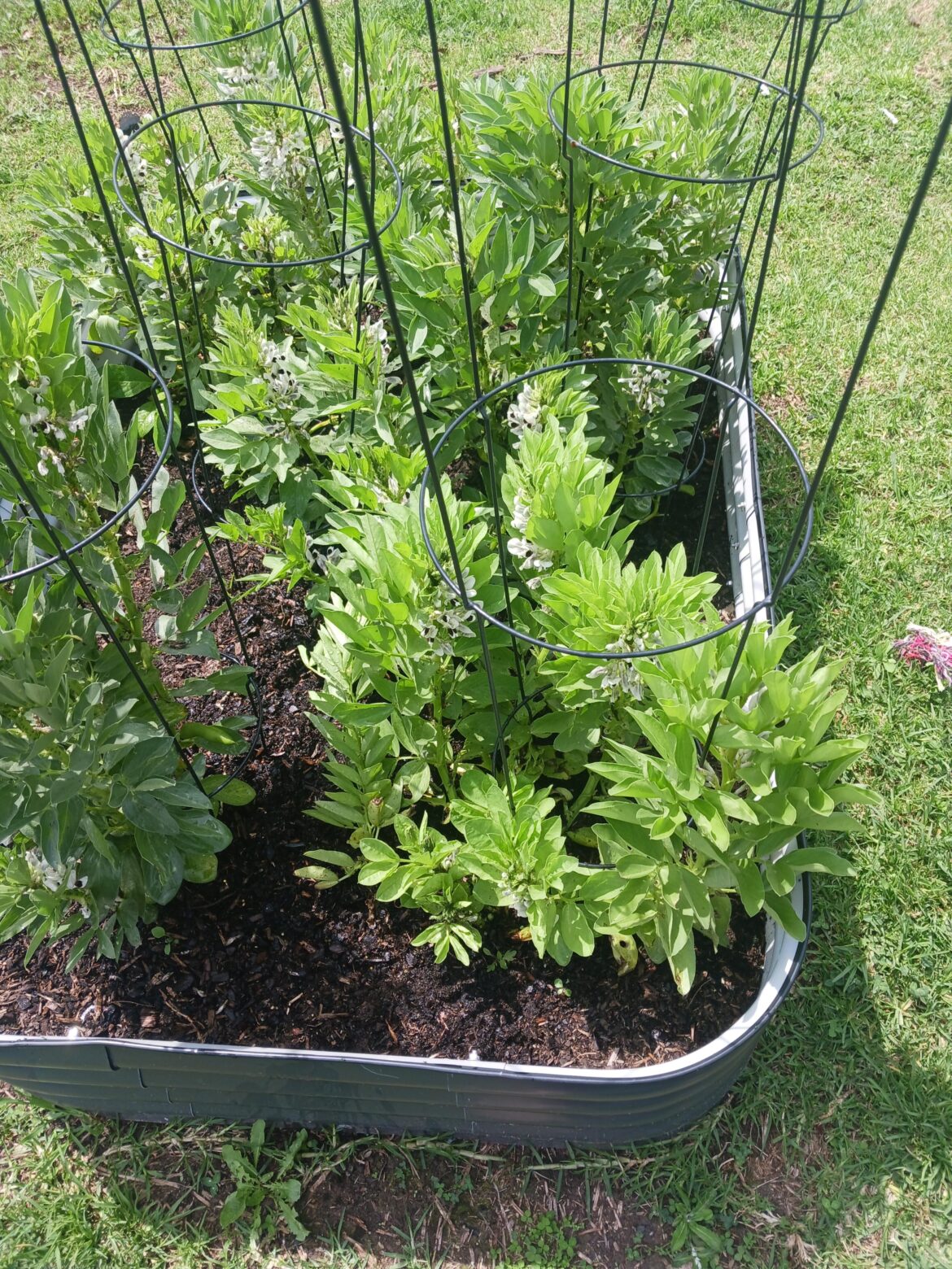 So uh... these are beans, right?