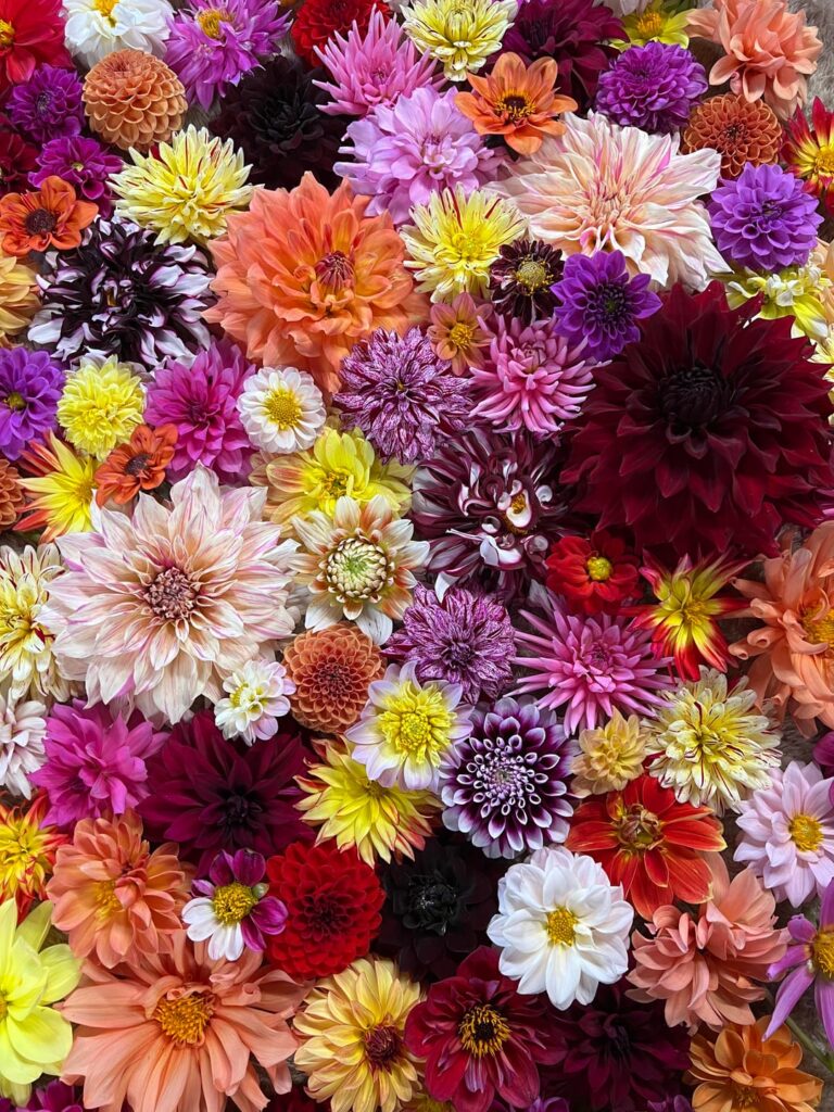 Some blooms from last summer! New Zealand is starting our summer again now! So excited